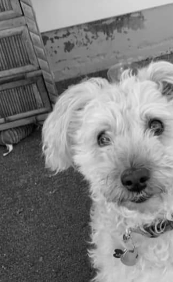 Meet your Posher, Terri - Picture 1 of 1